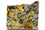 Fukang Pallasite ( g) Slice - Queen Of The Pallasites! #308274-1